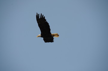 Weißkopfseeadler im Flug