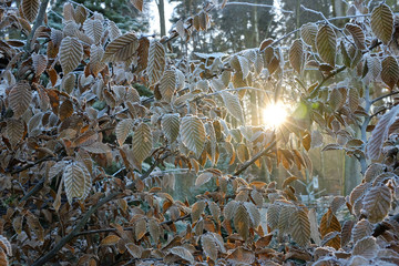 rime and white frost on the leafs in the winter woods