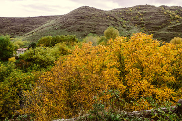 Mountain village in rainy autumn day with yellowed walnut tree in garden


