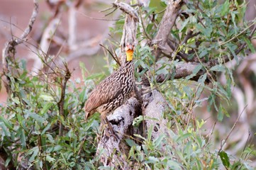 Guinea fowl in the savanna