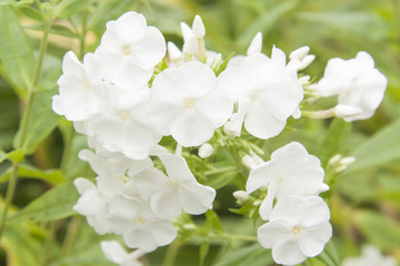 flor