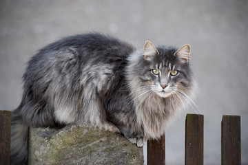 Beautiful Norwegian long-haired cat at the garden fence