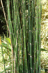 Obraz premium Prêle