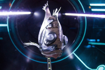 Closeup of hatchetfish