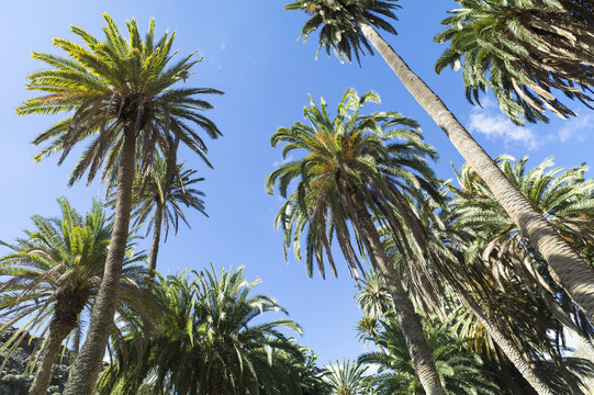 Cluster of palm trees in the valley of Río de Palmas on Fuerteventura Canary Islands.