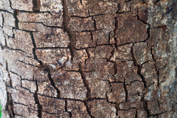 Cracked tree skin