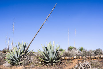 Agaves americana medical, health plants on a field.