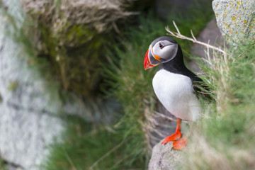 puffin
