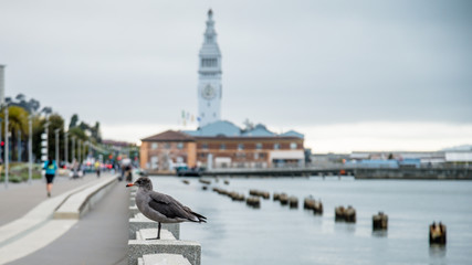 SAN FRANCISCO, CA - September 02, 2014: A seagull by the sea near Pier 14 in San Francisco