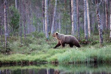 The brown bear (Ursus arctos) female walking through the woods