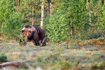 The brown bear (Ursus arctos), big male walking along a green meadow
