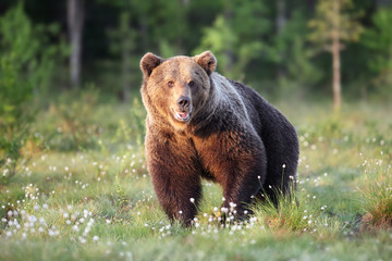 The brown bear (Ursus arctos), a large male in the Finnish taiga
