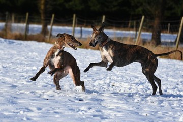 zwei spielende Galgos im Schnee