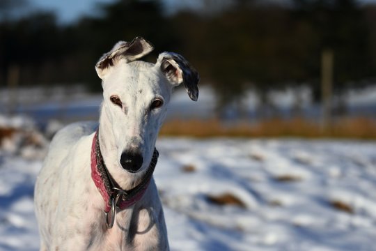 Greyhound Bilder Durchsuchen 29,282 Archivfotos, und