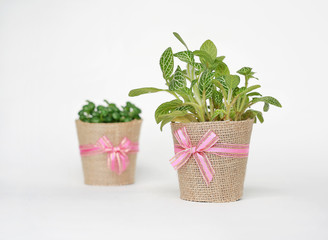 Small tree in a pot wrapped in burlap on white background.