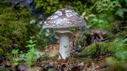 Closeup shot of edible mushrooms known as Enokitake, Golden Needle mushroom, Lily mushroom, winter mushrooms or winter fungus, velvet foot, velvet stem or velvet shank (Flammulina velutipes)