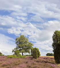 Obraz premium Heideblüte im Naturschutzgebiet Heiligen Hain.