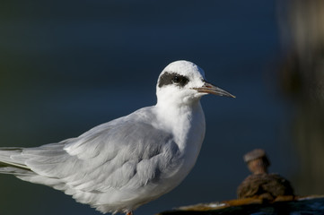 Forsters Tern Portrait