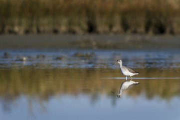 Yellow Legs Reflection