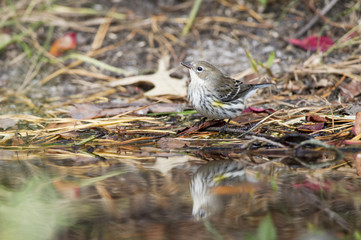 Yellow-rumped Warbler at Small Pool