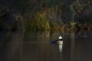 Swimming Hooded Merganser Drake