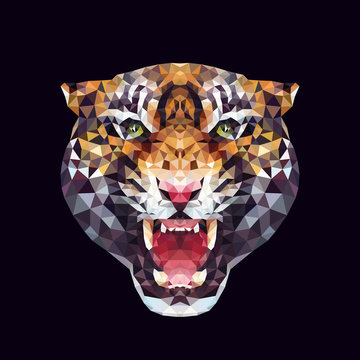 tiger. polygonal graphics. vector illustration