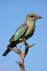 Close up of an European roller sitting on a branch, Kruger National Park, South Africa
