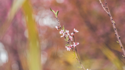Pink flowers blurred background. (vintage style)