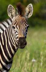 Close up, portrait of a young zebra, profile, Kruger National Park, South Africa
