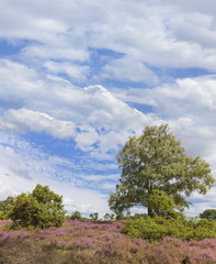 Fototapeta premium Heideblüte im Naturschutzgebiet Heiligen Hain.