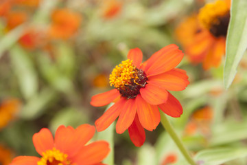 flor