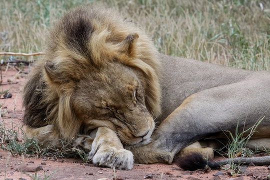 Impressive male Lion sleeping in unusual posture, Kruger National Park, South Africa