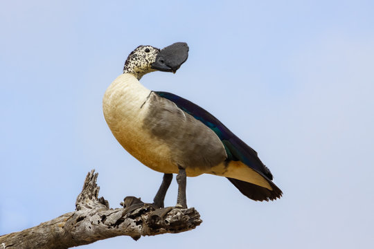 Comb duck or Knob billed duck on a branch, Kruger National Park, South Africa