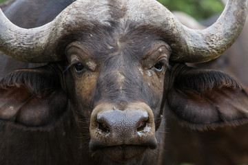 Naklejka premium Close up portrait of an African buffalo, Kruger National Park, South Africa