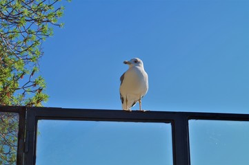 Bird, Italy, blauer Himmel