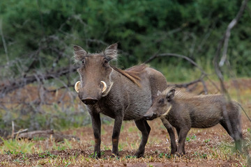 Naklejka na ściany i meble Warthog with baby, Kruger National Park, South Africa