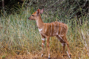 Nyala baby in its natural habitat, Kruger National Park, South Africa