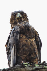 Impressive wet Bateleur sitting on a branch, Kruger National Park, South Africa