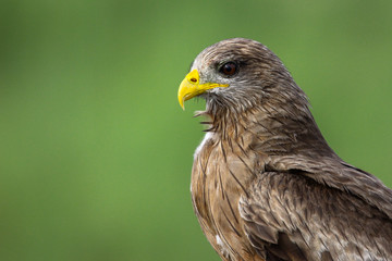 Close up portrait of a Yellow billed kite, Kruger National Park, South Africa