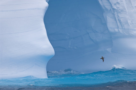 South Atlantic, South Georgia Island. Albatross flies past an iceberg.
