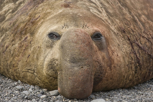 United Kingdom Territory, South Georgia Island. Close-up of bull elephant seal.