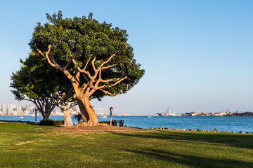 Coral trees on Harbor Island near San Diego bay.