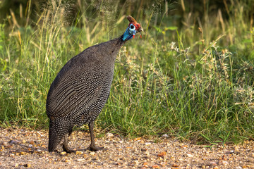 Guineafowl walking in the bush, Kruger National Park, South Africa