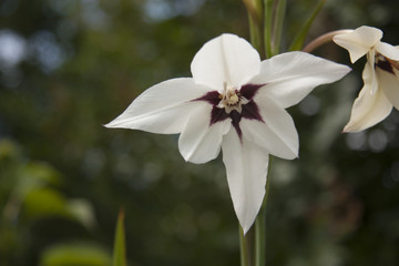 flor