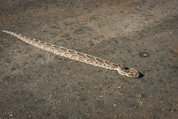 Puff adder on a park road in Kruger National Park, South Africa