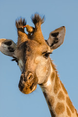 Funny portrait of a giraffe with an oxpecker between its horns, Kruger National Park, South Africa