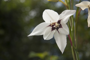 flor