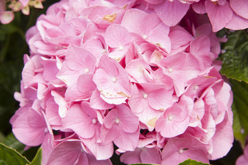 flor