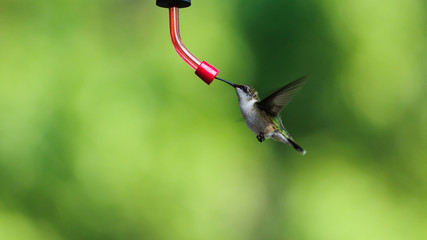 Fototapeta premium Ruby-throated Hummingbird