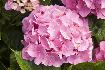 flor